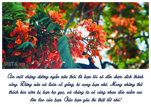 Ảnh hoa phượng và lời chúc mùa thi