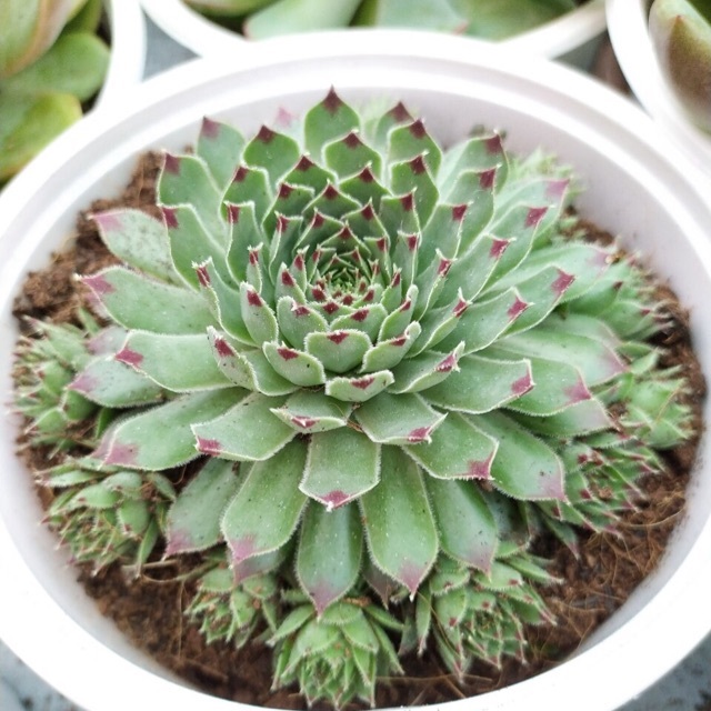 Cách nhân giống sen đá phật bà