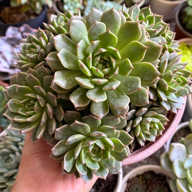 Sen đá phật bà bụi