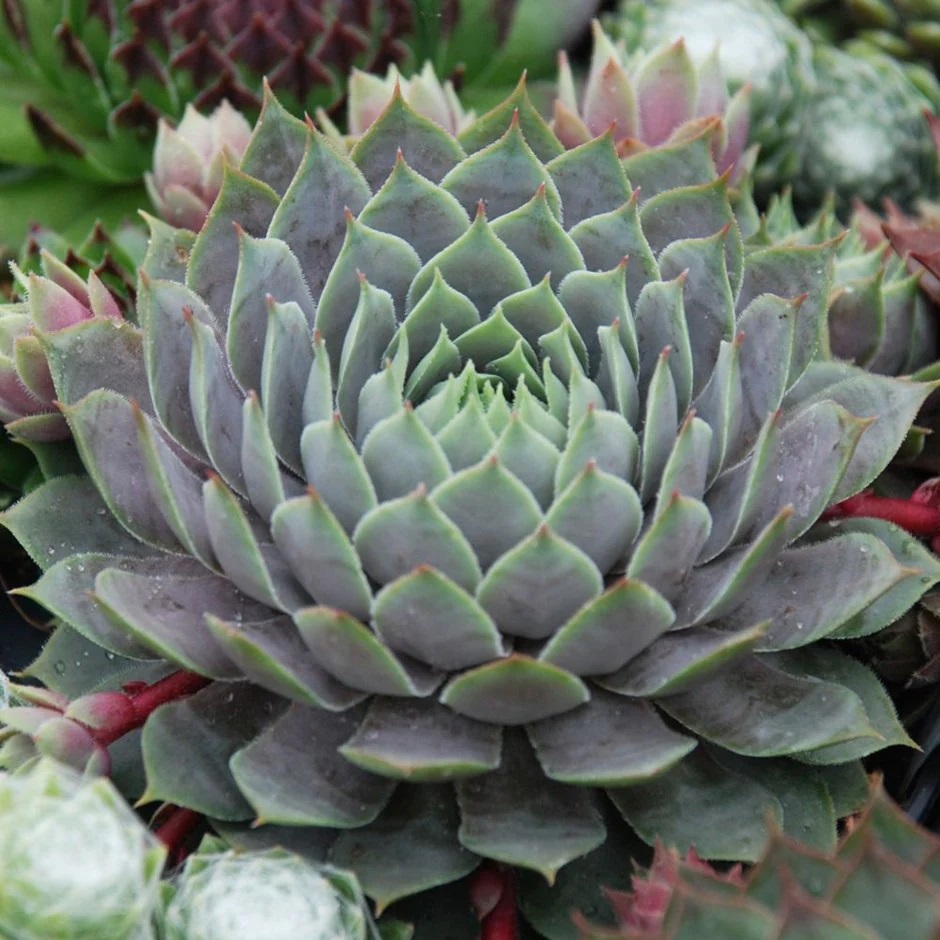 Ý nghĩa của sen đá phật bà