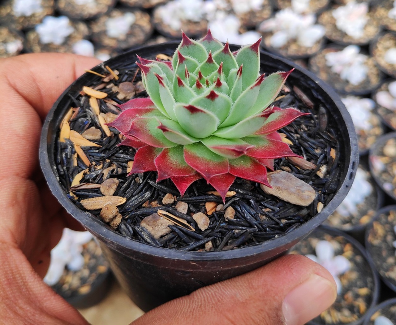 Cách trồng sen đá phật bà