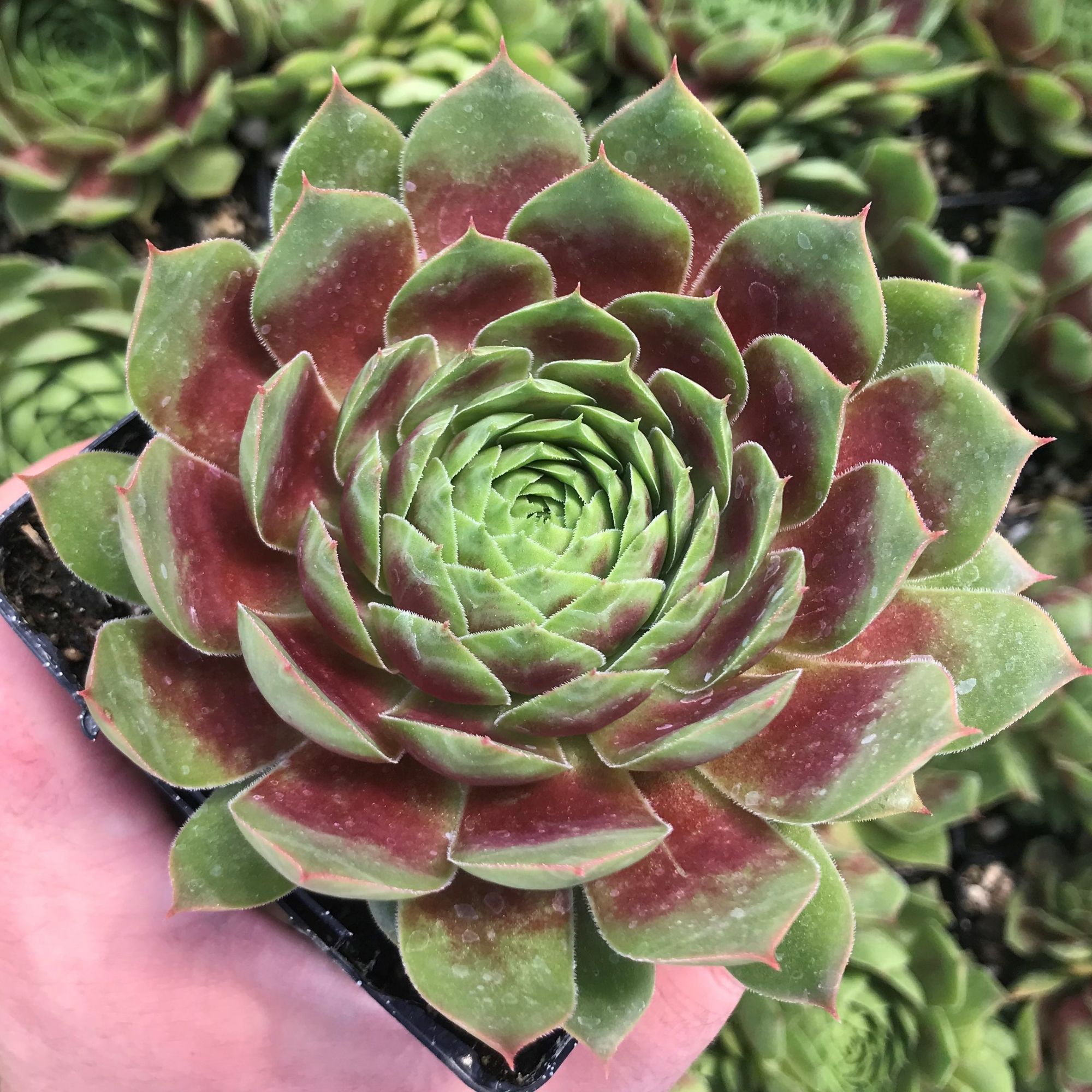 Cách chăm sóc sen đá phật bà