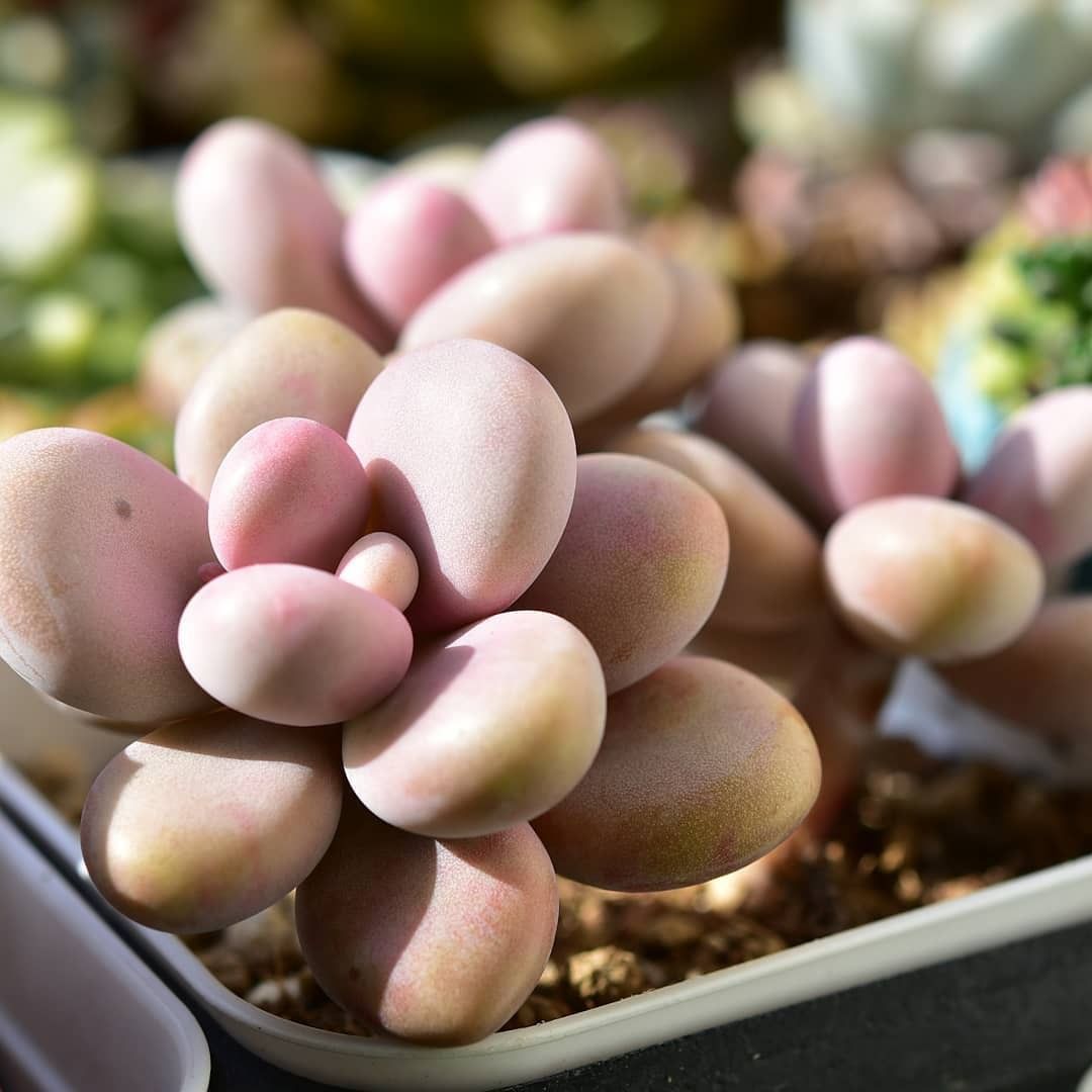 Ý nghĩa của sen đá sỏi hồng Ý nghĩa của sen đá sỏi hồng