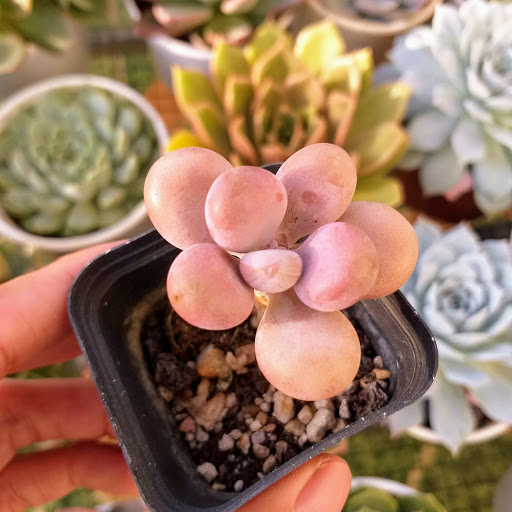 Cách trồng sen đá sỏi hồng Cách trồng sen đá sỏi hồng