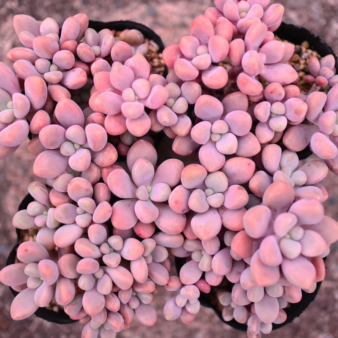 Cách nhân giống sen đá sỏi hồng Cách nhân giống sen đá sỏi hồng