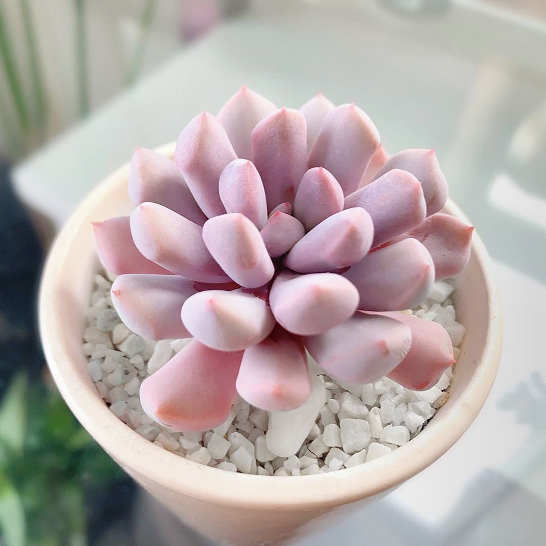 Cách chăm sóc sen đá sỏi hồng Cách chăm sóc sen đá sỏi hồng