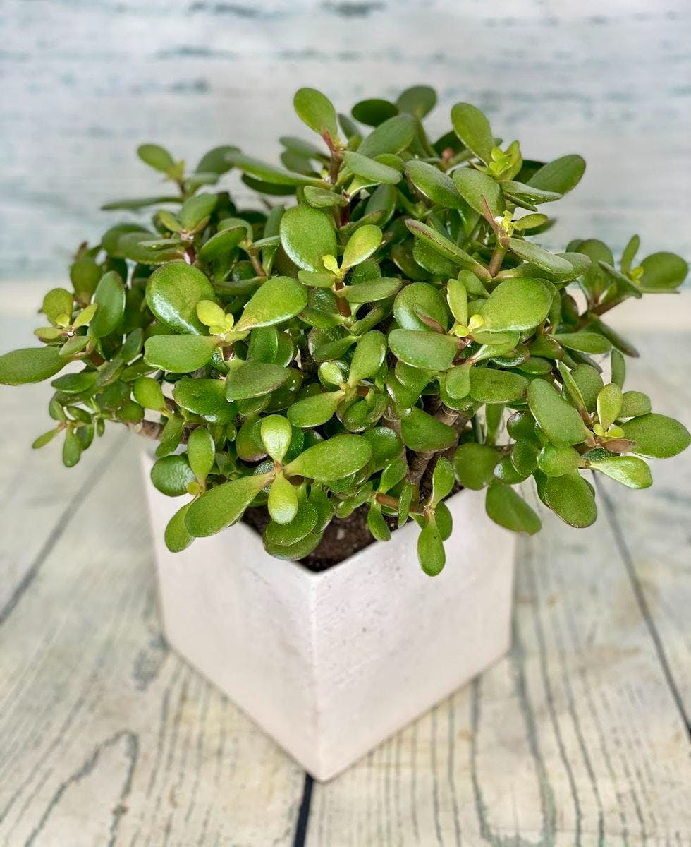 Cách chăm sóc cây ngọc bích