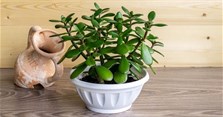 Cây ngọc bích là cây gì, hợp tuổi nào, mệnh gì, cách trồng và chăm sóc thế nào?