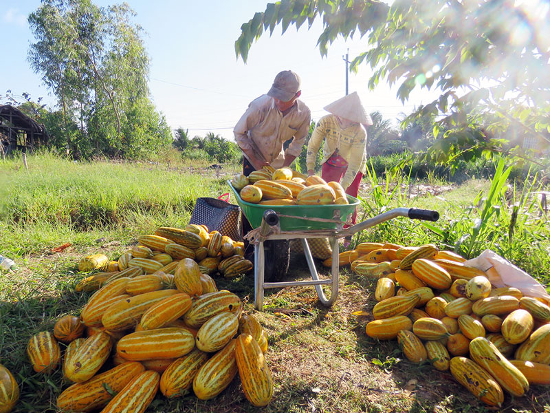 Những lưu ý khi ăn dưa gang