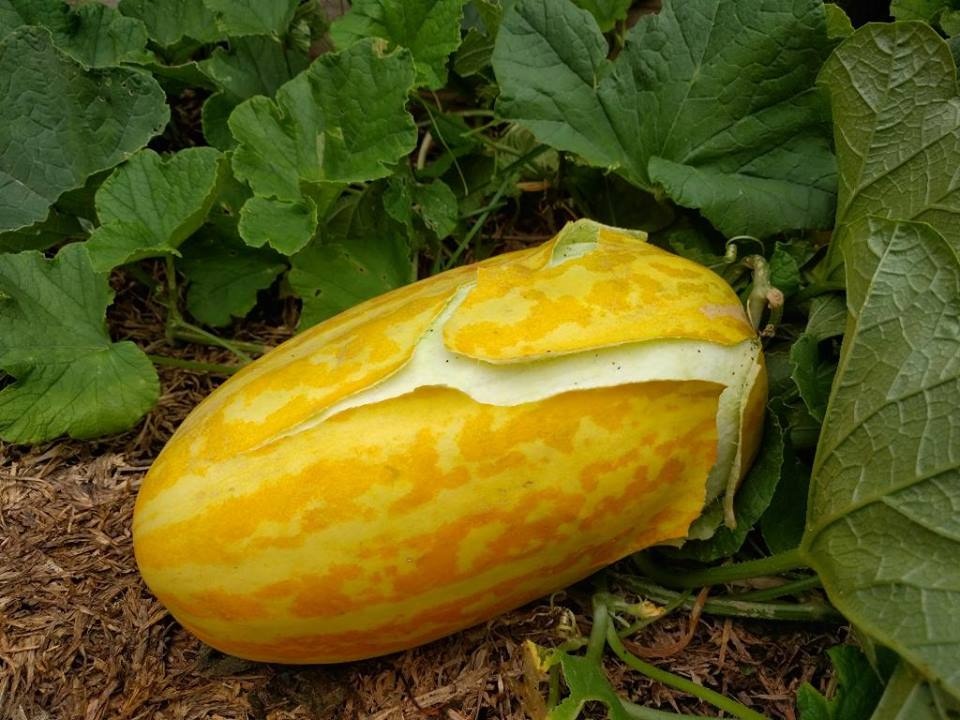 Dưa gang là quả gì?