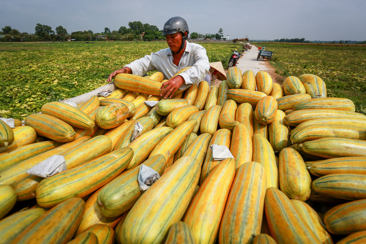 Bà bầu ăn dưa gang có tốt không?