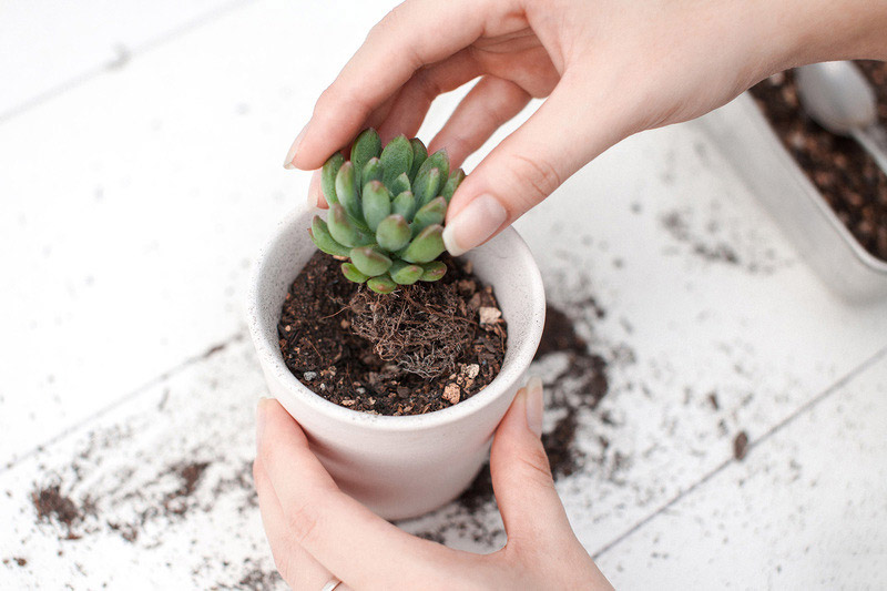 Kỹ thuật trồng sen đá bằng hạt