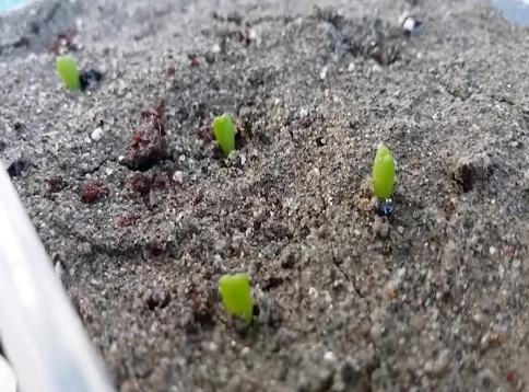 Cách gieo hạt sen đá