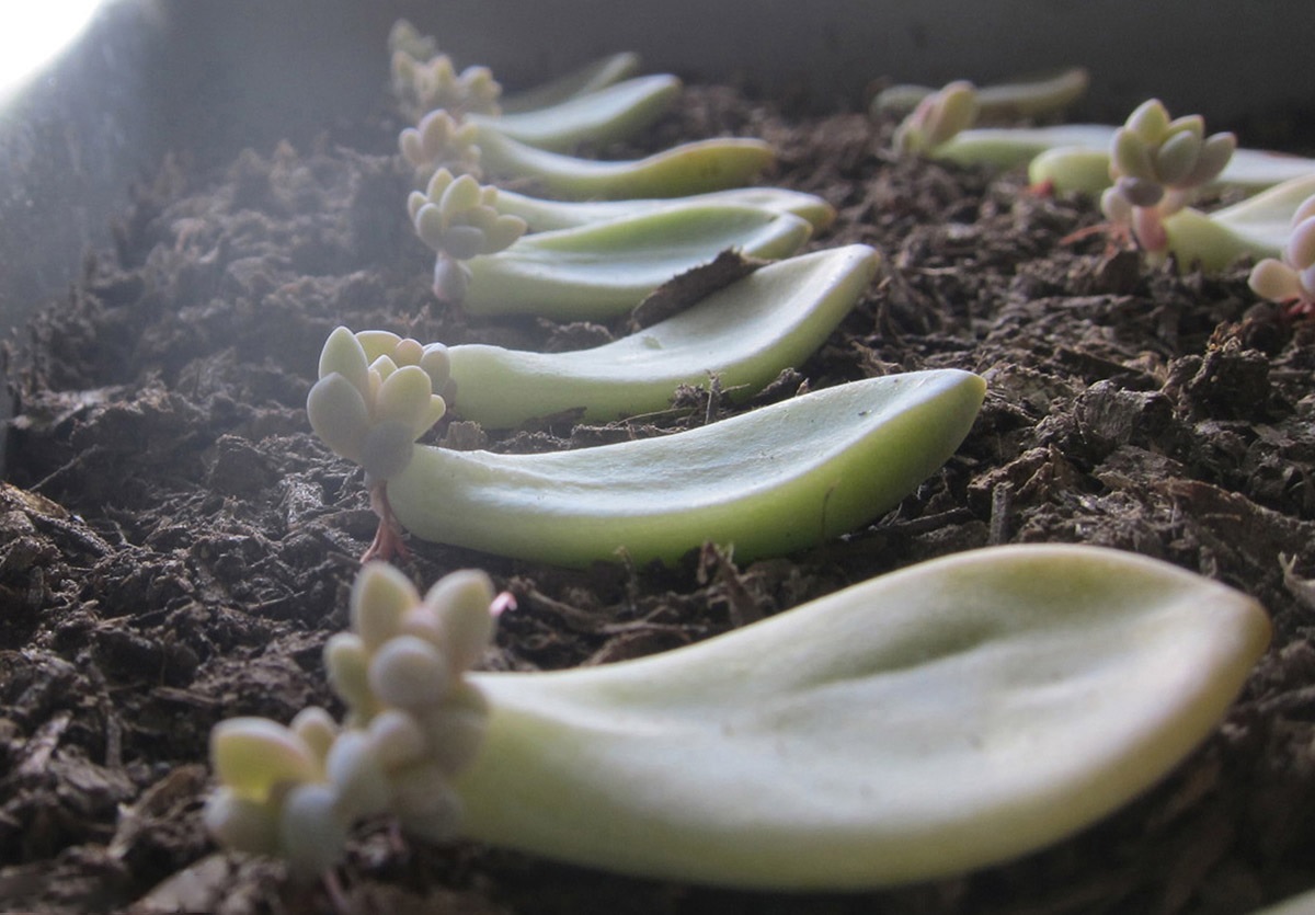 Cách nhân giống sen đá