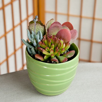 Những chậu sen đá đẹp, độc đáo nhất làm quà tặng