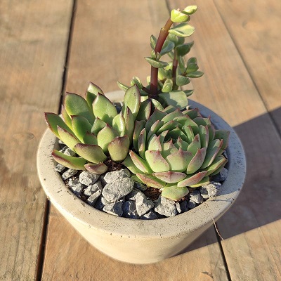 Những chậu sen đá đẹp, độc đáo nhất làm quà tặng