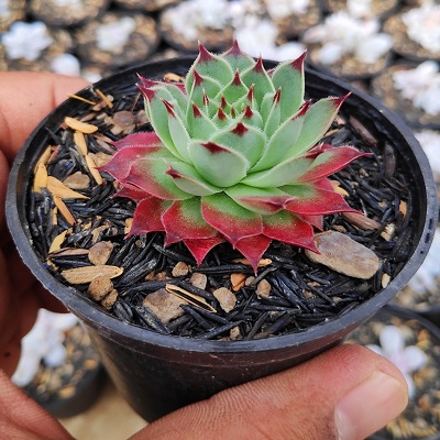 Những chậu sen đá đẹp, độc đáo nhất làm quà tặng