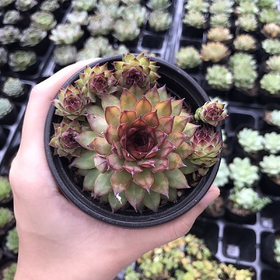 Những chậu sen đá đẹp, độc đáo nhất làm quà tặng