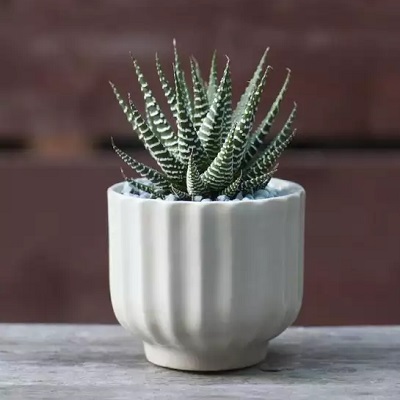 Những chậu sen đá đẹp, độc đáo nhất làm quà tặng