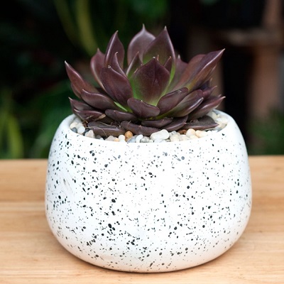 Những chậu sen đá đẹp, độc đáo nhất làm quà tặng