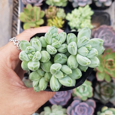 Những chậu sen đá đẹp, độc đáo nhất làm quà tặng