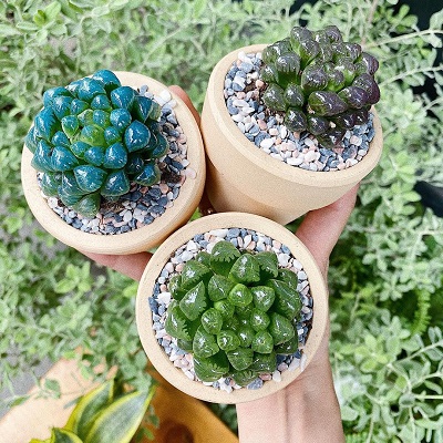 Những chậu sen đá đẹp, độc đáo nhất làm quà tặng