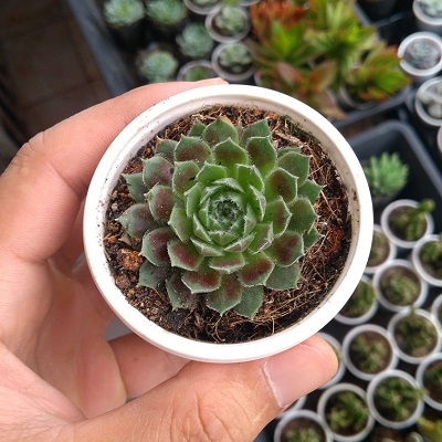 Những chậu sen đá đẹp, độc đáo nhất làm quà tặng