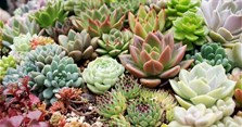 Tặng hoa sen đá có ý nghĩa gì? Những chậu sen đá đẹp, độc đáo nhất làm quà tặng