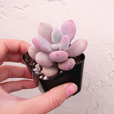 Những chậu sen đá đẹp, độc đáo nhất làm quà tặng