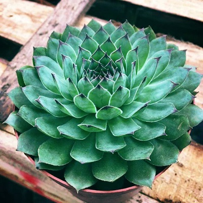 Những chậu sen đá đẹp, độc đáo nhất làm quà tặng