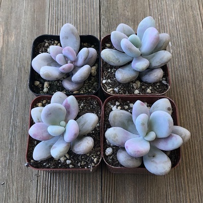 Những chậu sen đá đẹp, độc đáo nhất làm quà tặng