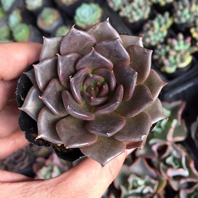 Những chậu sen đá đẹp, độc đáo nhất làm quà tặng