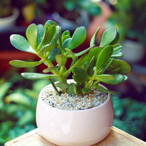 Những chậu sen đá đẹp, độc đáo nhất làm quà tặng