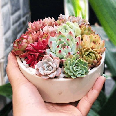 Tặng hoa sen đá có ý nghĩa gì?