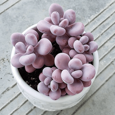 Những chậu sen đá đẹp, độc đáo nhất làm quà tặng