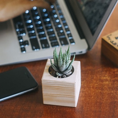 Những chậu sen đá đẹp, độc đáo nhất làm quà tặng