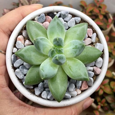 Những chậu sen đá đẹp, độc đáo nhất làm quà tặng