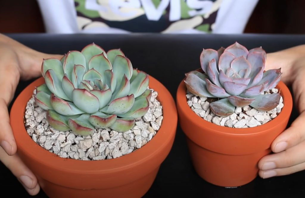 Cách xử lý sen đá khi mới mua về Cách xử lý sen đá khi mới mua về