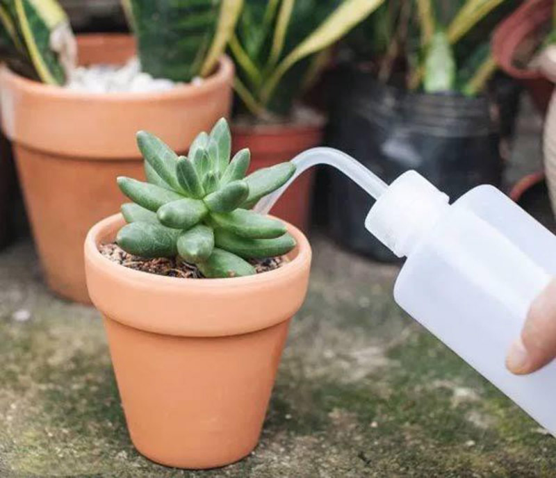 Cách chăm sóc sen đá Cách chăm sóc sen đá