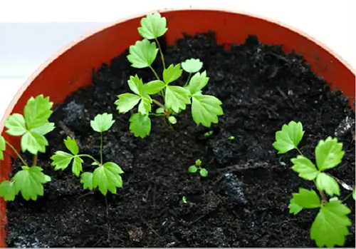 Cách trồng dâu tây