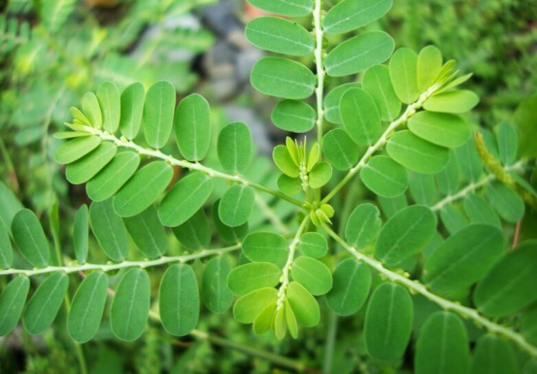 Có nên uống cây chó đẻ thường xuyên không? Có nên uống cây chó đẻ thường xuyên không?