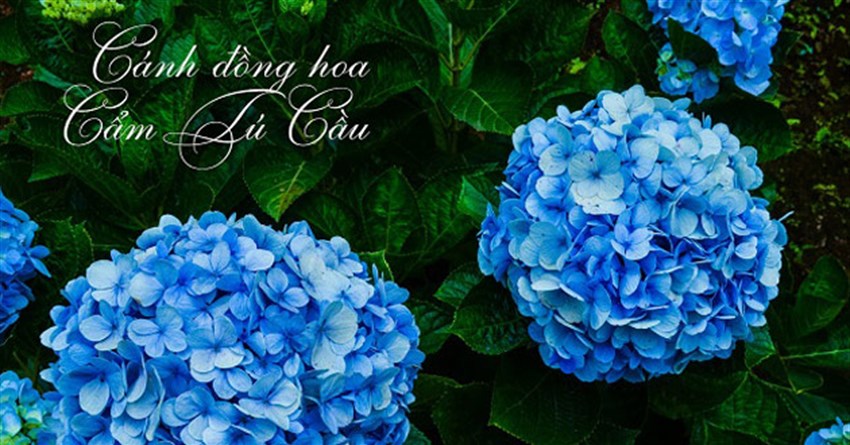 Status, thơ, câu nói hay về hoa cẩm tú cầu