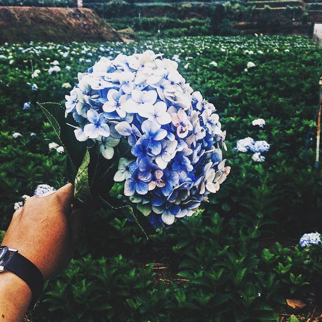 Caption hay về hoa cẩm tú cầu Caption hay về hoa cẩm tú cầu