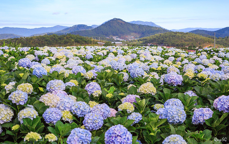 Giá hoa cẩm tú cầu Giá hoa cẩm tú cầu