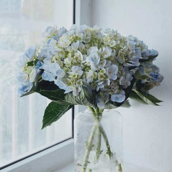 Mẫu cắm cẩm tú cầu đẹp Mẫu cắm cẩm tú cầu đẹp