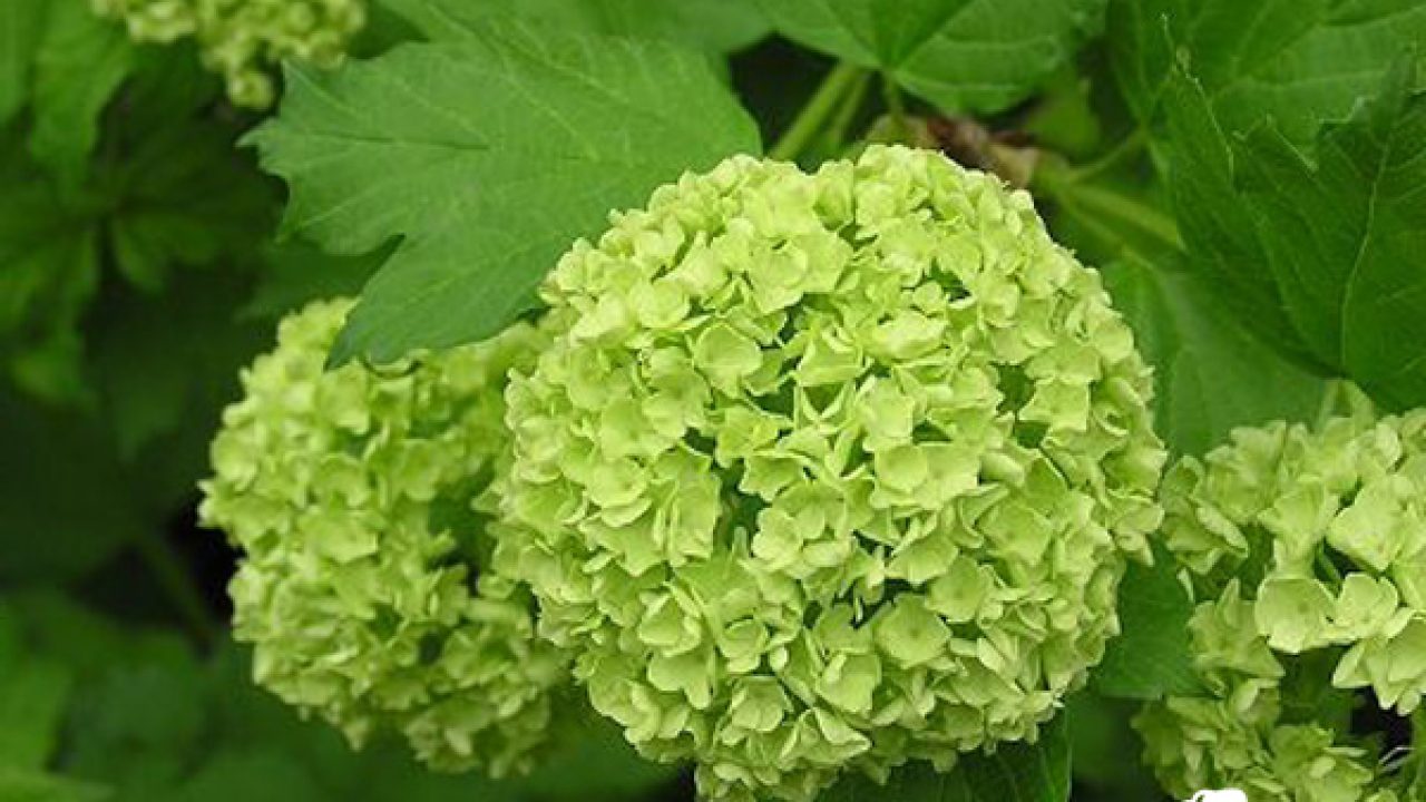 Ảnh hoa cẩm tú cầu đẹp Ảnh hoa cẩm tú cầu đẹp