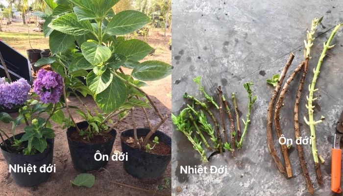 Khác biệt giữa cẩm tú cầu ôn đời và nhiệt đới Khác biệt giữa cẩm tú cầu ôn đời và nhiệt đới