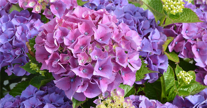Cách trồng và chăm sóc hoa cẩm tú cầu ra hoa đẹp nhất