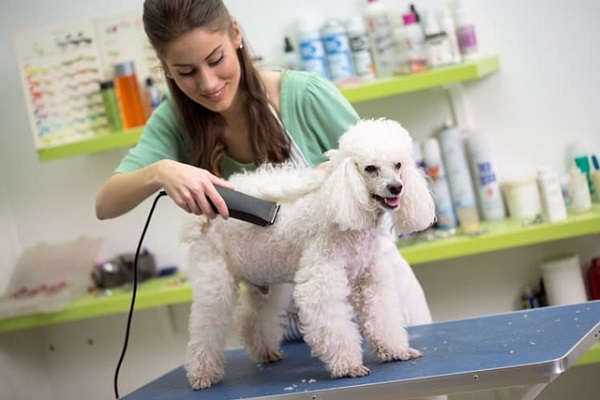 Cạo lông máu cho poodle