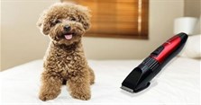 Có nên cạo lông máu cho chó không? Poodle cạo lông máu khi nào, bao lâu thì mọc lại?